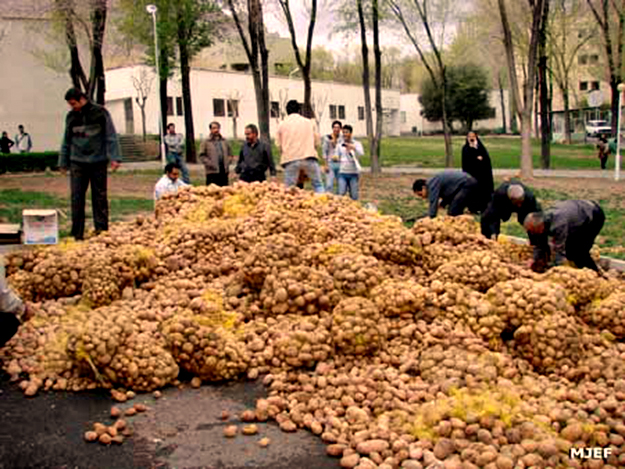 80 هزار تن سیب زمینی روی دست کشاورزان