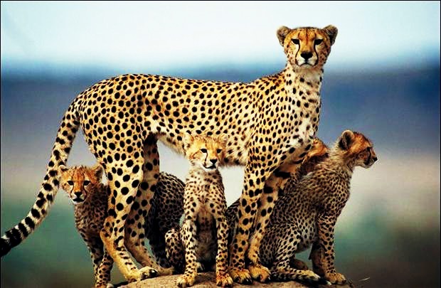۷۴ گونه جانوری در ایران در معرض انقراض قرار دارند