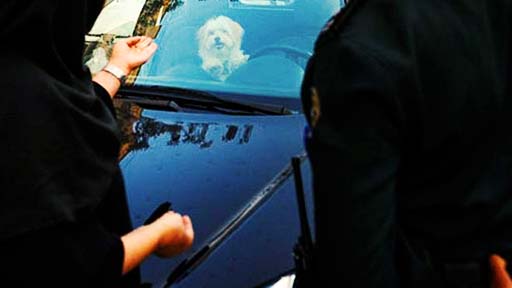 «ضبط سگ‌های خانگی در شاهین‌شهر»؛ پلیس و دادستانی تکذیب کردند
