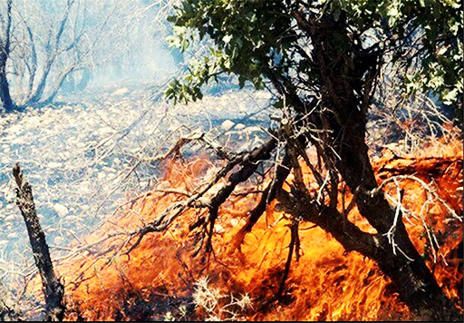 آتش‌سوزی در ۵۰ هکتار از پارک جنگلی لتیان