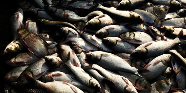 بیش از پنج هزار قطعه ماهی در هورالعظیم تلف شد