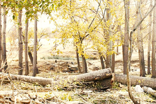 قطع شش هزار اصله درخت در شیراز به‌دلیل جانمایی اشتباه در یک پروژه