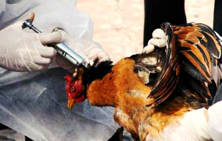 «مرگ بیش از پنج هزار پرنده» در اثر آنفلوآنزای H5N8 در اطراف تهران