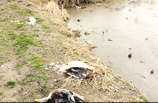 مرگ هزاران پرنده وحشی و اهلی بر اثر بیماری آنفلوآنزای فوق حاد در مازندران