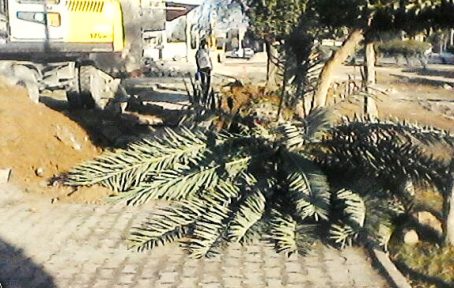 تخریب فضای سبز در اهواز به دستور شهرداری علیرغم آلودگی هوا