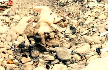وضعیت نامساعد بهداشتی در شهرهای استان سیستان و بلوچستان/ تصاویر