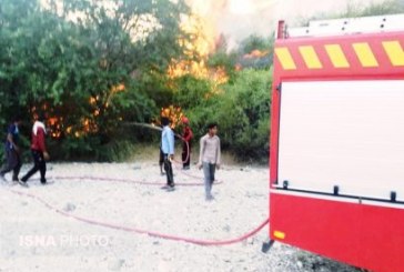 ۳۰۰ نخل منطقه گردشگری نیان هرمزگان در آتش سوخت