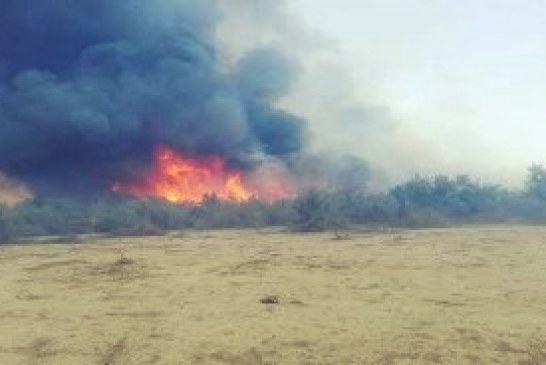 آتش‌سوزی در جنگل‌های الوار اندیمشک